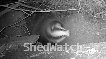 Badger shaking itself