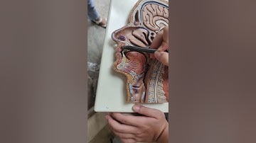 Giải phẫu HMTU: mô hình đầu, mặt, cổ cắt dọc