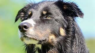 Are Border Collies Prone to Eye Problems? by Border Collie USA 6 views 1 month ago 4 minutes, 39 seconds