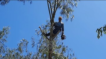 Anh Thợ Cắt Hạ Cây Ngã Ngang Dây Điện sợ Trời Mưa Bão Tróc Gốc Ngã S.ậ.p Nhà | Tập 317