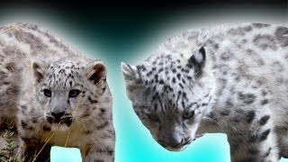 Rare Snow Leopard Cubs Born | Earth Juice Special (Ep 37) | The Travel Edit
