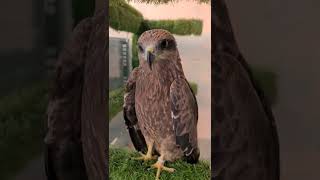 Eagle Talking And Smiling