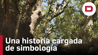 Así es la encina cántabra que aspira a mejor árbol de España tras sus 400 años de vida