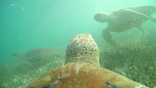 TurtleCam #4 - Through A Sea Turtle's Eyes In the Bahamas!
