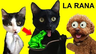 LA HISTORIA DEL GATO EL PERRO Y LA RANA / Videos de animales graciosos en español by Mis gatitos bebés Luna y Estrella 68,690 views 1 month ago 24 minutes