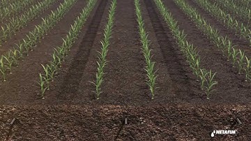 Subsurface drip irrigation for corn by Netafim
