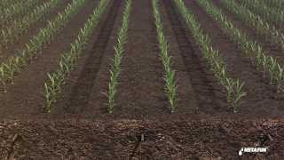 Subsurface drip irrigation for corn by Netafim