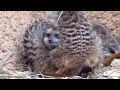 ミーアキャット　寒いから団子集団～到津の森公園（いとうづこうえん）