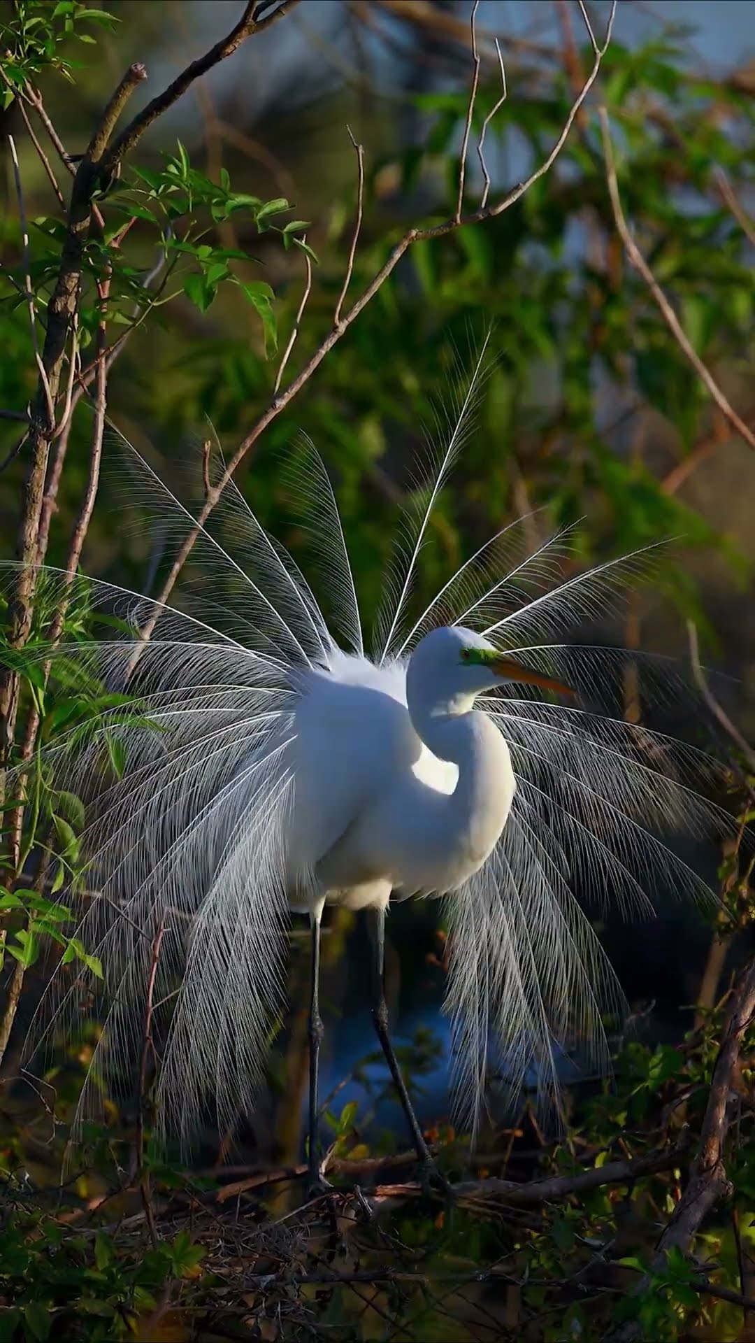 A great egret's stunning mating ritual ? #greategret  #mating #birdsofprey  #shorts