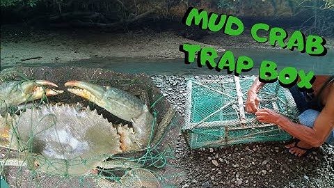 HOW TO CATCH A MUD CRAB | TRAP BOX FISH NET | EASY AND SIMPLE WAYS |
