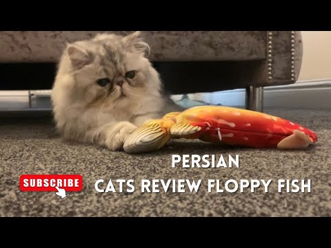Persian Cat Family