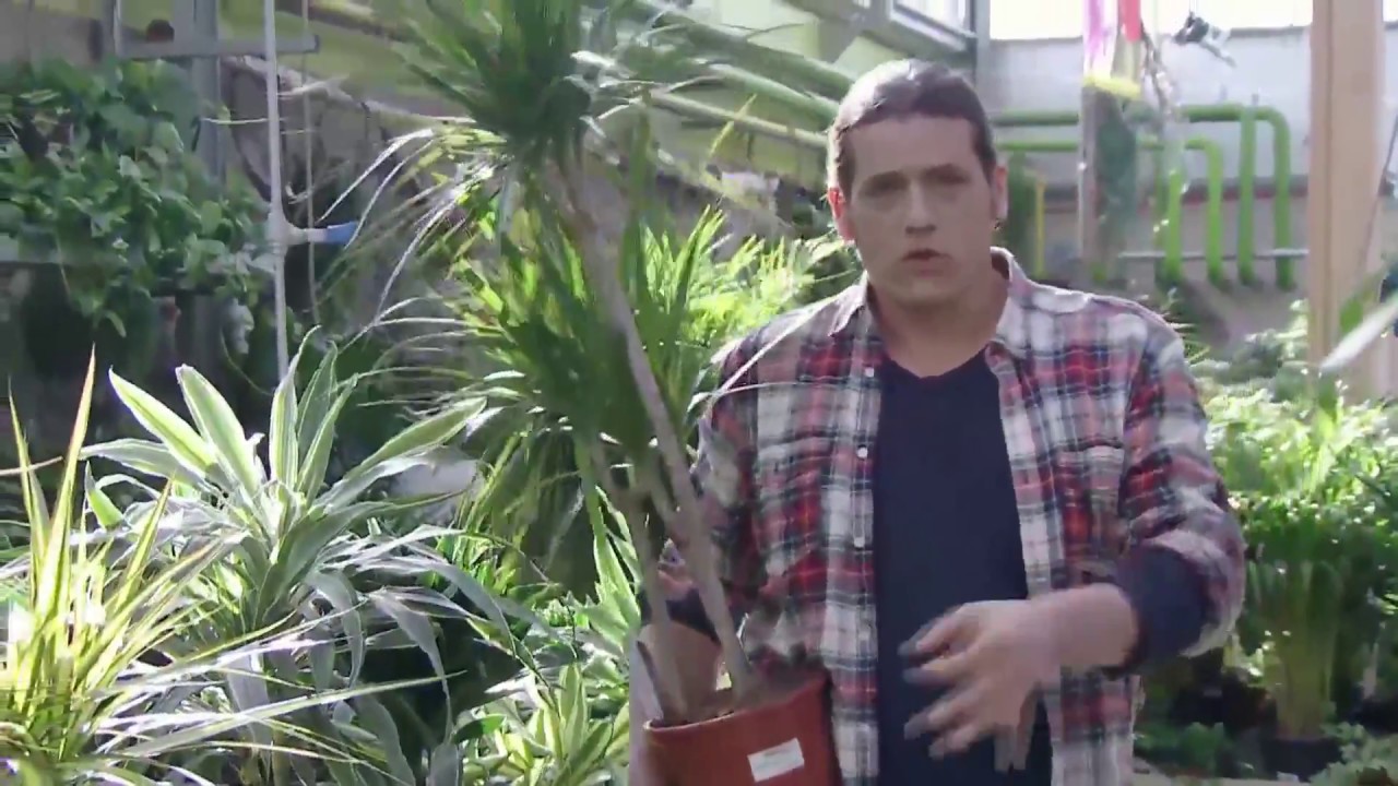 Variedades de drácena marginata - Decogarden - @Jardinatis