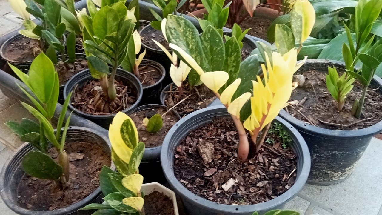 ทำไมเราเลือกซื้อกวักมรกตดำด่างแบบไม่ด่าง  มาเลี้ยง?