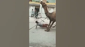 DANGEROUS CAMEL QURBANI Vaali Kom Shorts 