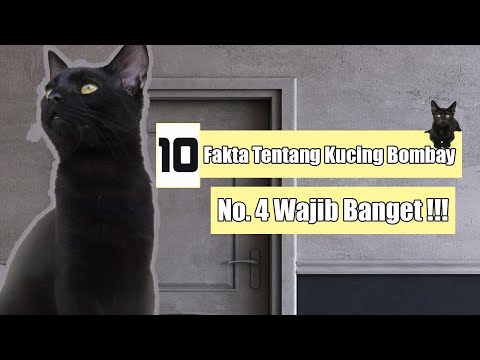 10 Fakta yang Perlu Diketahui Tentang Kucing Bombay l Wajib Tahu Gan!!!