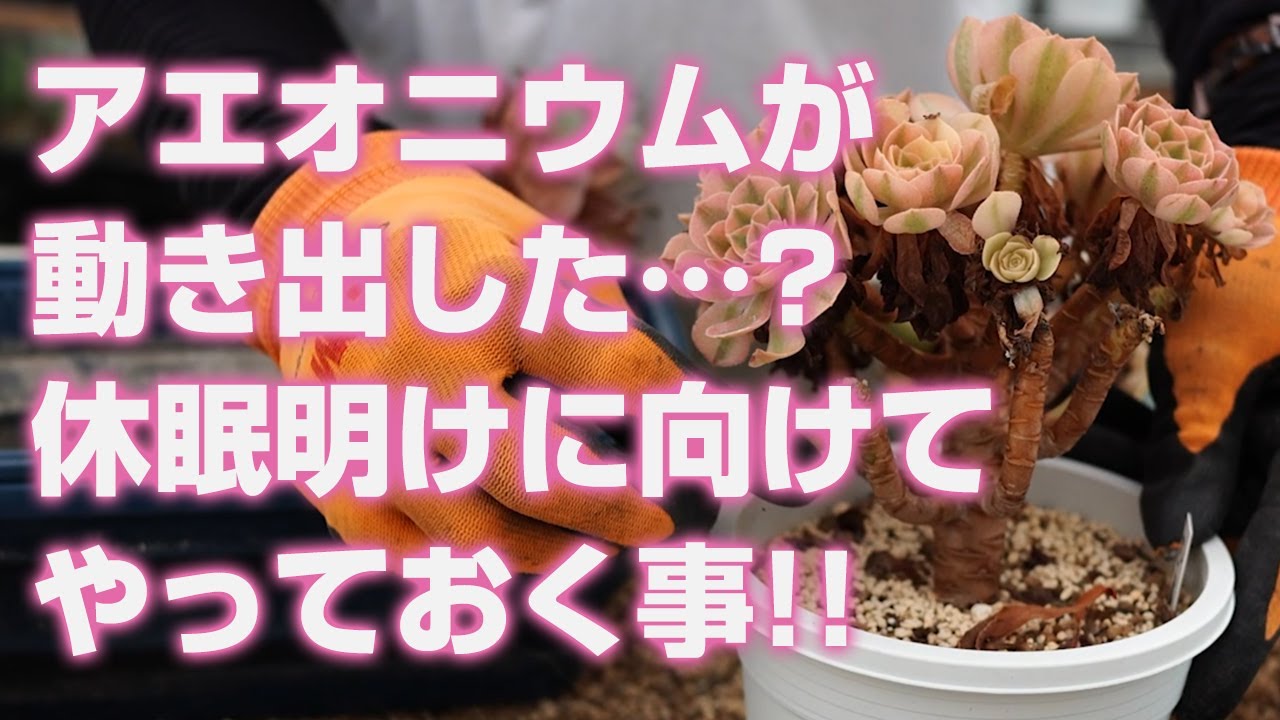 アエオニウム　ベストコンディション アエオニウムベストコンディション