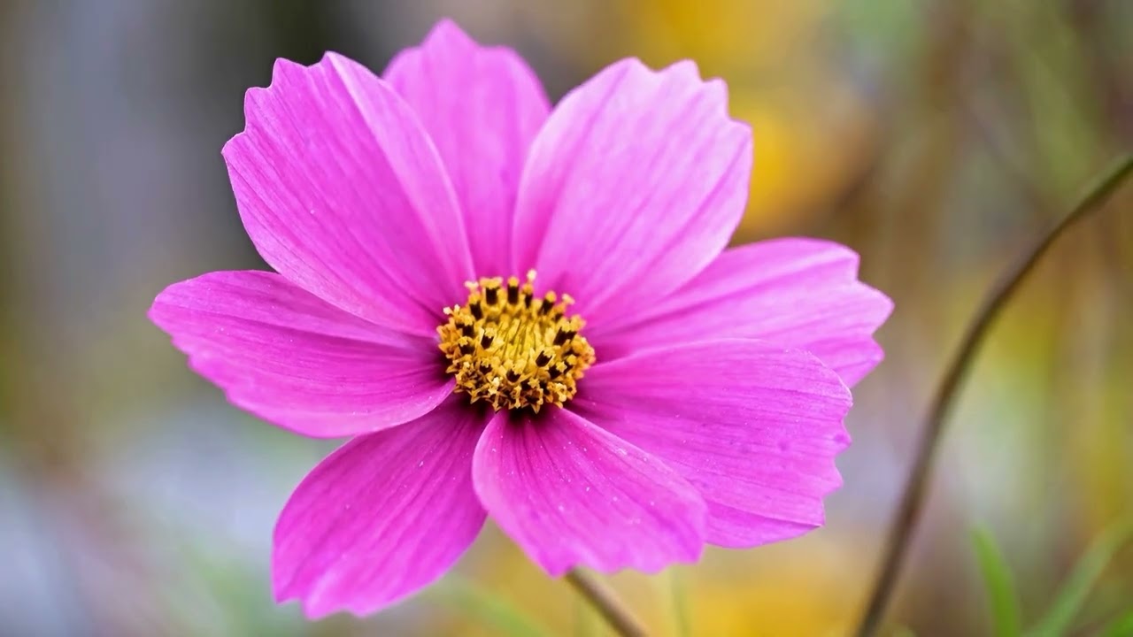 2 Hours Awakening Spring 🌸 Soft Relaxing Music for Mind & Soul