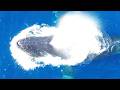 Mahi Mahi Swimming Near Giant Humpbacks in Maui