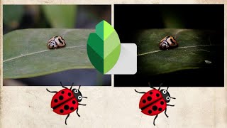 A Unique Ladybug photo editing using snapseed || karan photography hub screenshot 1