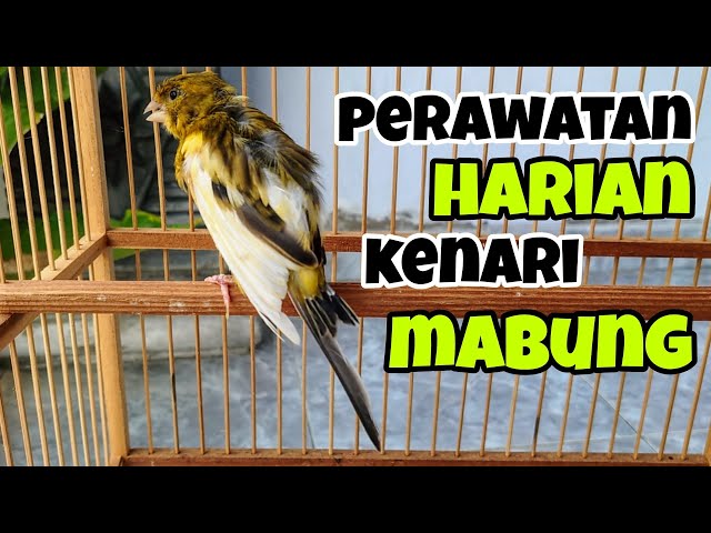 PERAWATAN HARIAN KENARI MABUNG AGAR CEPAT TUNTAS & BERES | KENARI GACOR | TERNAK KENARI class=