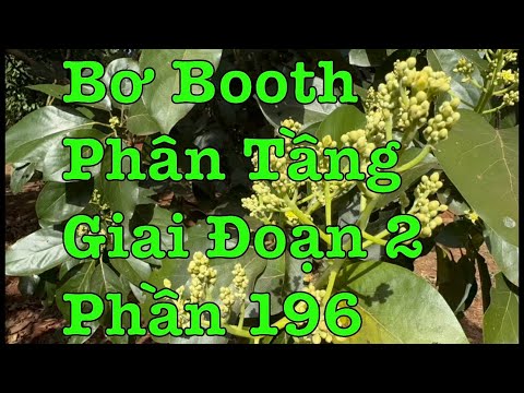 #2023 Bơ Booth Phân Tầng Giai Đoạn 2 Cách Chăm Sóc Phần 196