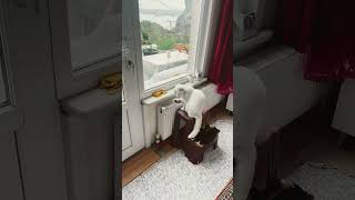 Mino Kedim Manzaraya Karşı Temizlik Ve Bakım Seansıçinar A