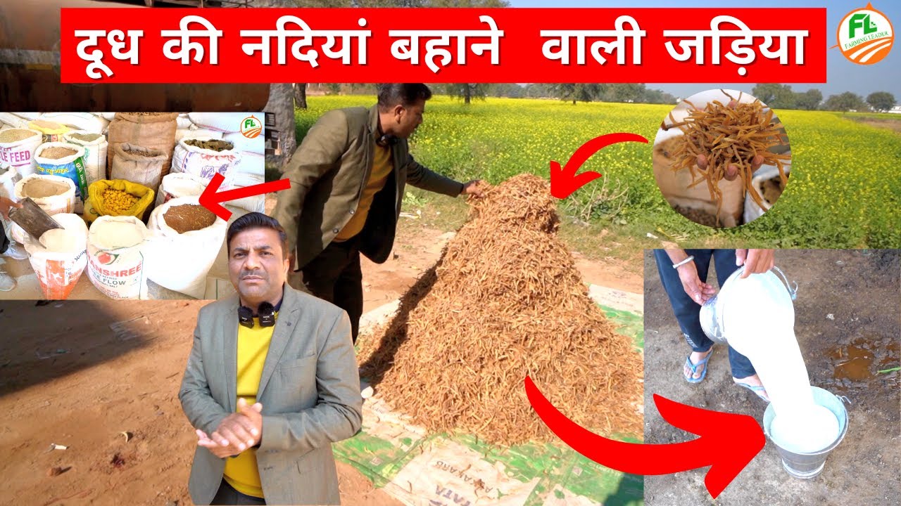 हमेशा के लिए दूध 🐄 बढ़ाने वाली विक्की पंसारी जी की फीड 👌| Feed of Vicky Pansari Who Increases Milk