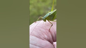 This grasshopper was cold, so I picked it up! Wait for it😂