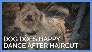 Matted Dog Does Cutest Happy Dance After Haircut