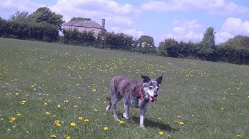 450 size kk2.0 lcd board  Quadcopter, ariel dogs video.