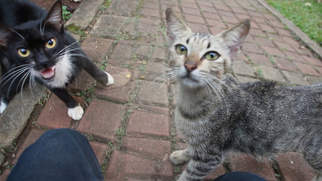 Cat stealing kitten's food, Here's what he gets YouTube