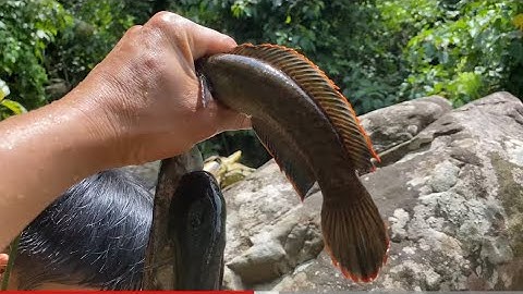 Câu cá suối được toàn cá lóc cảnh (vây xanh vây đỏ)@kysuvlog3769