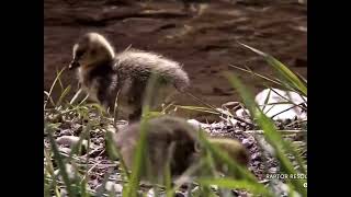 Canada Goose Goslings Leave the Nest