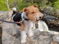 Cute fox terrier twix adventure to rogie falls