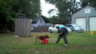 New England Ring Club/ Thursday Night Training