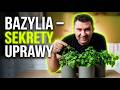 PRZESTAŃ zabijać zioła z marketu. 3 proste kroki do sukcesu