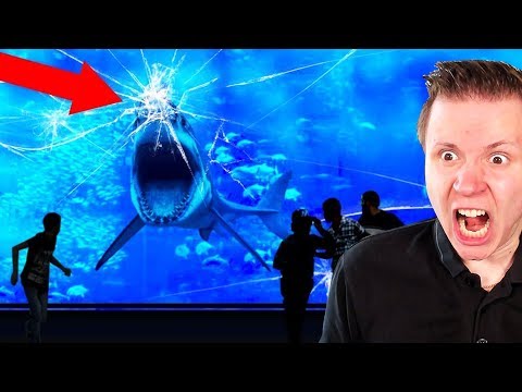 Video: Varför Dör Fisk I Ett Akvarium