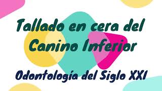 Tallado en cera del Canino Inferior Izquierdo