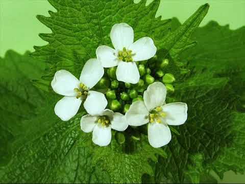 Kai Ogura りぬけた花水木 Квітка  з хрестоцвіту