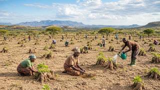 Äthiopien Verwandelt 2.700 Hektar kahles Land in Wald – ohne zu pflanzen, Und erstaunt die Welt.