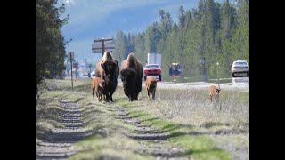 Bison Highway Bridge Talk at Earth Day Show, Bozeman, Montana 2023