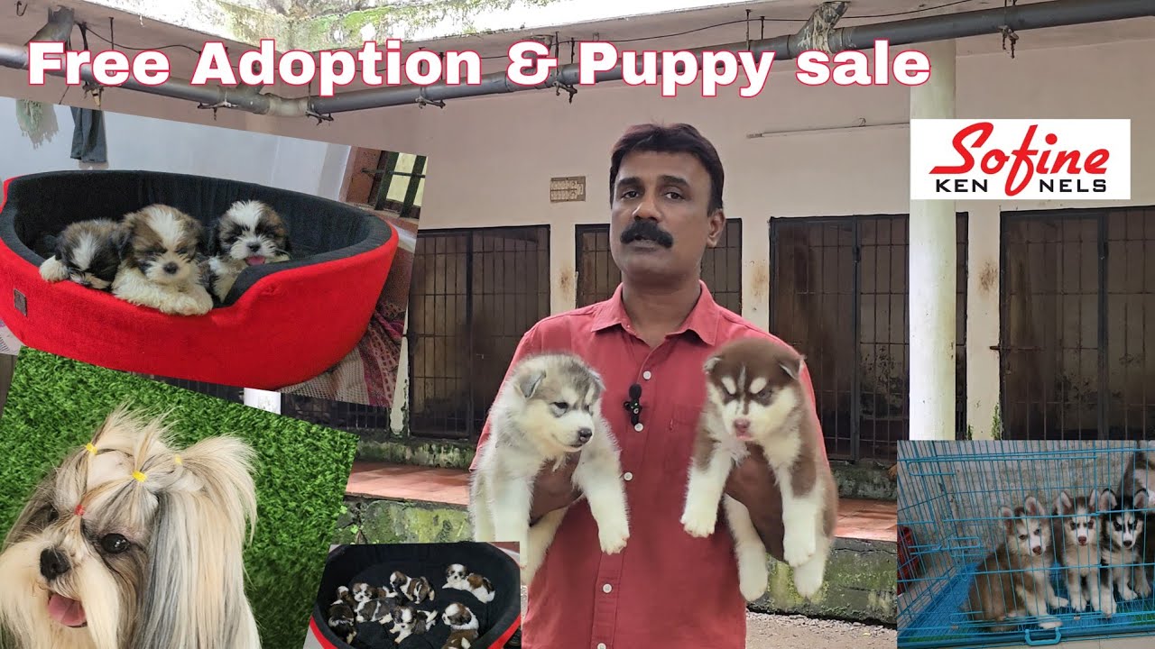 Free Adoption cat & Dogs.              Doberman, German,, Husky. Shitzhu and Bullmastiff puppies