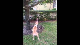 Eva 9 Month American Pitbull Plays With Rope