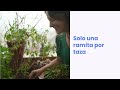 🌿 3 Infusiones Caseras para DORMIR profundo (Romero, Lavanda y Pasiflora)