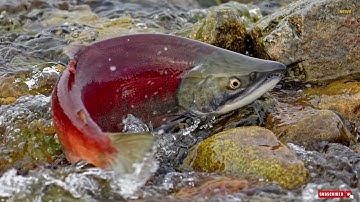 Cá hồi sống ở đâu?