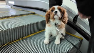 Vanilla, the Cavalier King Charles puppy, goes to the train station and rides the escalator