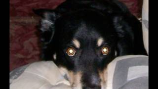 MY DOG SAM&#39;S TRIBUTE R.I.P 2004 - 2016