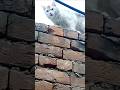 Homeless Pet Cat #Short