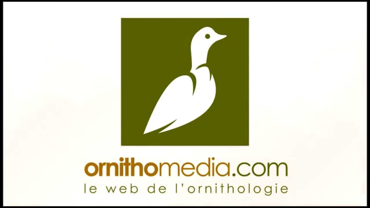 Qui sommes-nous ? | Ornithomedia.com