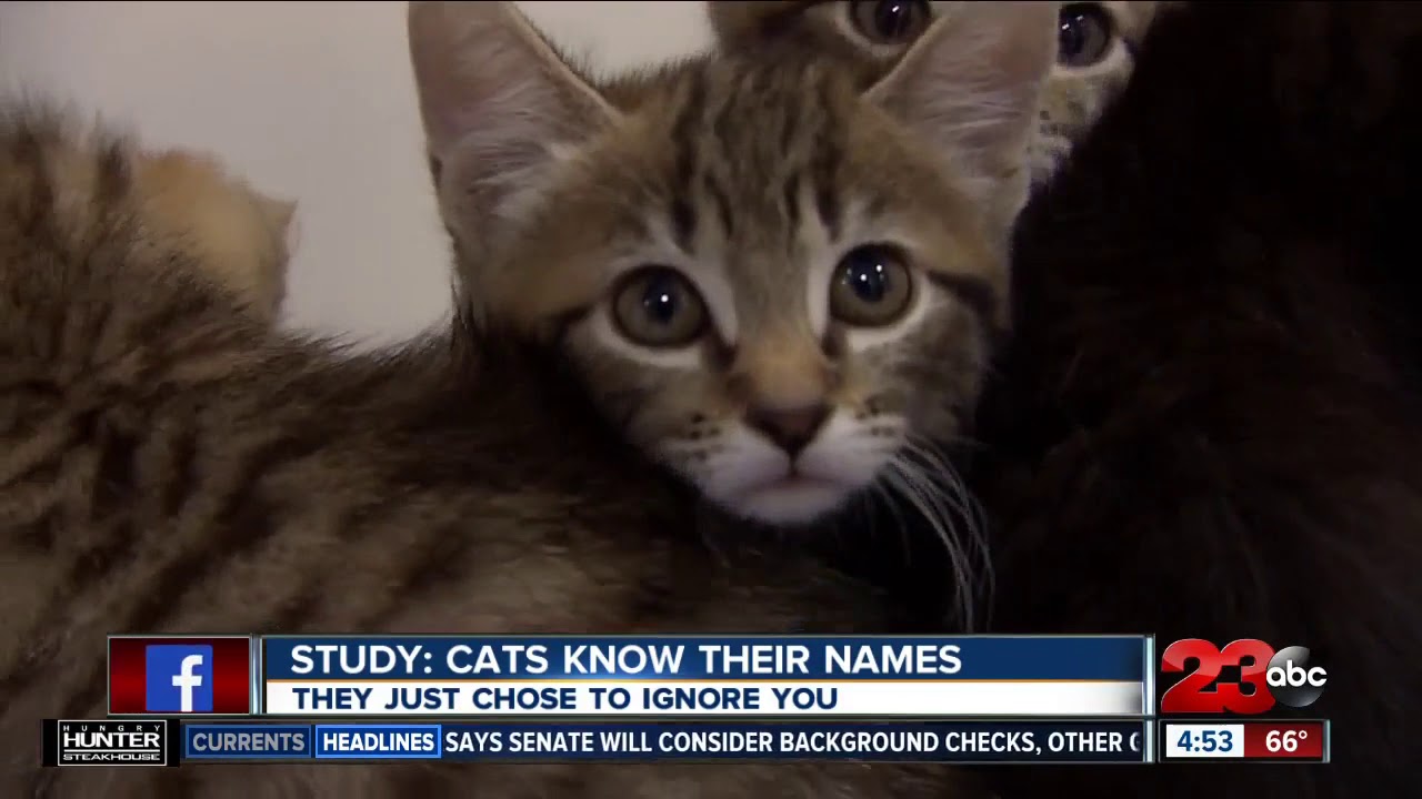 Do Cats Know Their Names?  